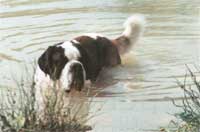 Natural swimming pool tips.